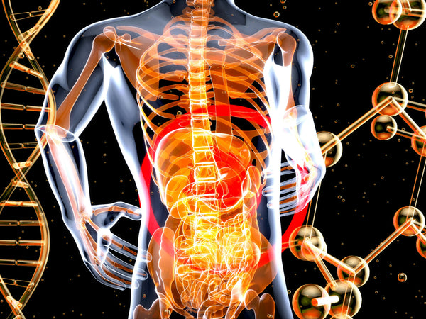 Importance of Prebiotics and Probiotics For a Healthy Gut